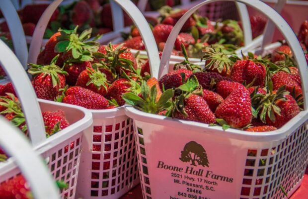 4/24-26 & 5/1-3 – The Lowcountry Strawberry Festival @ Boone Hall 4/24-26 & 5/1-3 – The Lowcountry Strawberry Festival @ Boone Hall